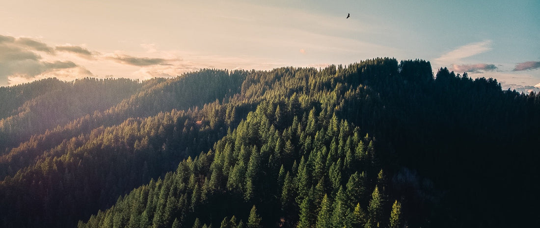 A wide shot of a forest with the sun setting in the background